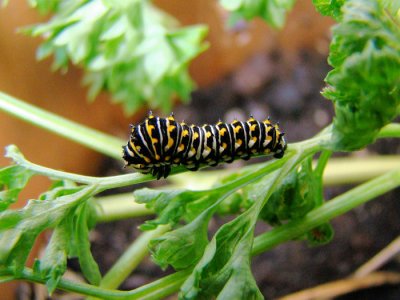 Black Swallowtail caterpillar