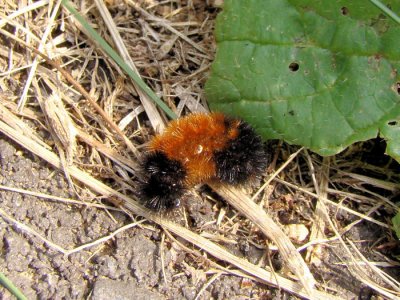 Woolly Bear Caterpillar (Isabella Tiger Moth)