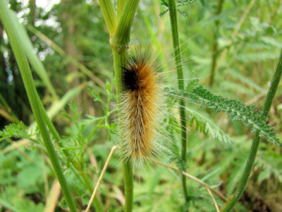 Caterpillar species