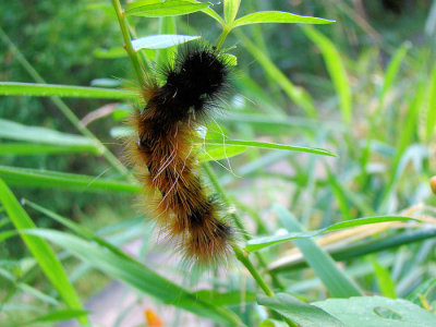 Caterpillar species
