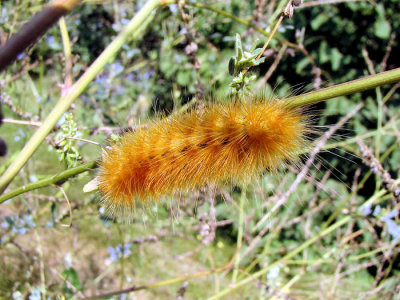 Caterpillar species