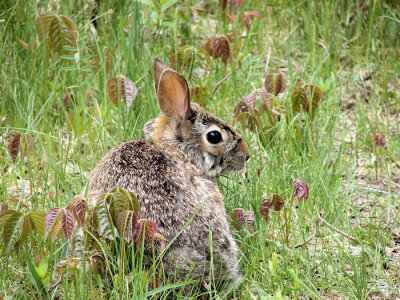 Eastern Cottontail