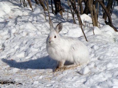 Snowshoe Hare