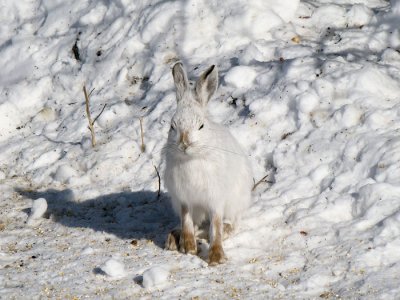 Snowshoe Hare