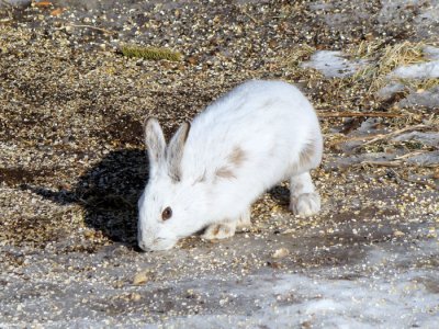 Snowshoe Hare