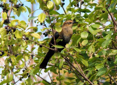 Rusty Blackbird