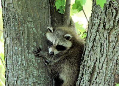 Raccoon kit