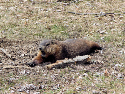 Groundhog stretching