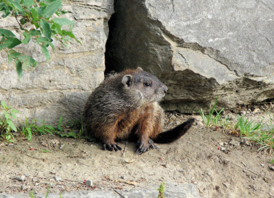 Groundhog outside his den