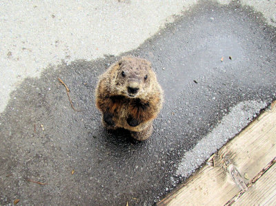 Groundhog begging for food