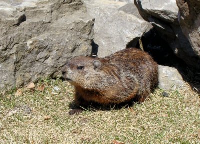 Groundhog among the rocks