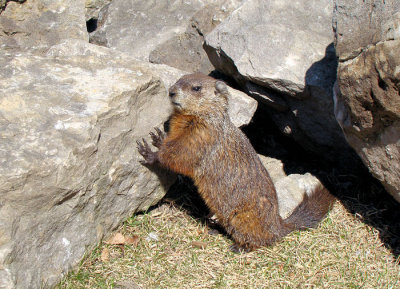 Groundhog posing for the camera