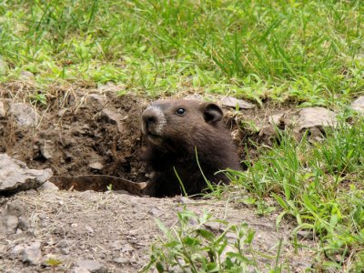 Groundhog peering out of his hole