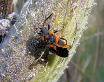 Small Milkweed Bug