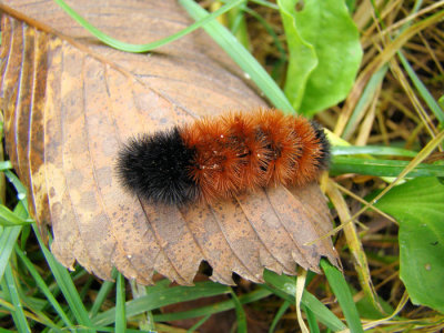 Woolly Bear Caterpillar (Isabella Tiger Moth)