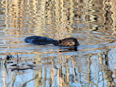Beaver swimming among reflected trees