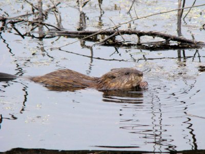 Swimming Muskrat