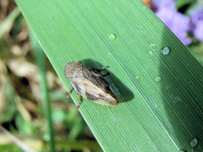 Spittlebug