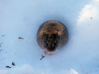 Meadow Vole emerging from a hole