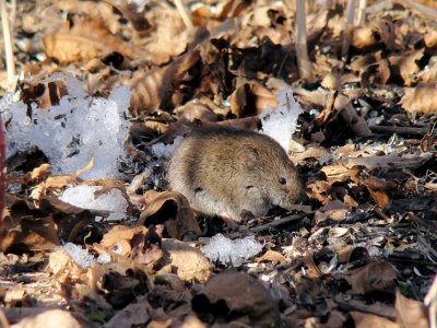 Mice and Voles (Family Cricetidae)
