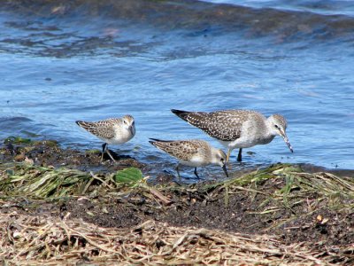 Lesser Yellowlegs and Semipalmated Sandpipers