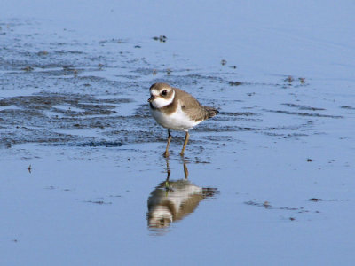 Semipalmated Plover