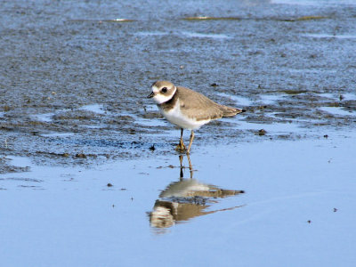 Semipalmated Plover