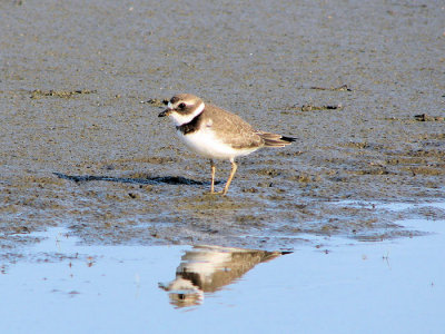 Semipalmated Plover