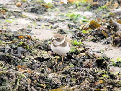 Semipalmated Plover