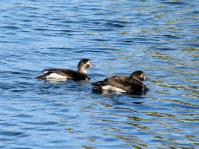 Long-tailed Ducks (females)