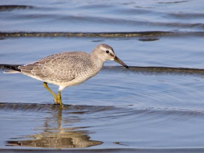 Red Knot