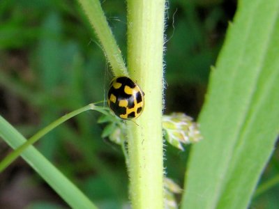 14-Spotted Lady Beetle
