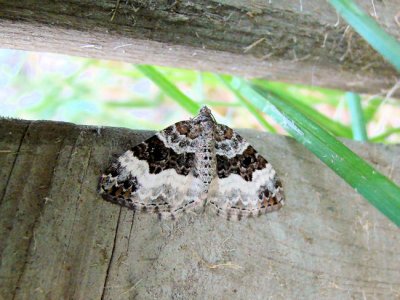 White-Banded toothed Carpet Moth (Epirrhoe alternata) Hodges #7394