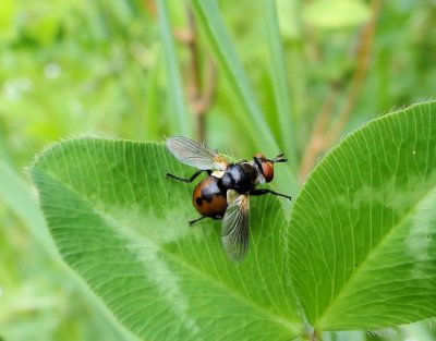 Tachinid fly (genus Gymnosoma)