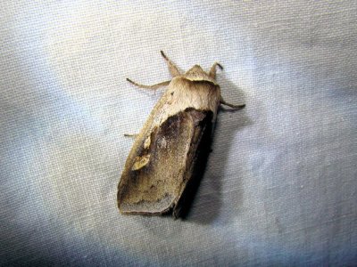 Cattail Borer (Bellura obliqua) Hodges #9525