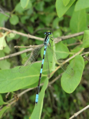 Taiga Bluet (Coenagrion resolutum)