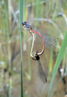 Eastern Red Damsels (Amphiagrion saucium)