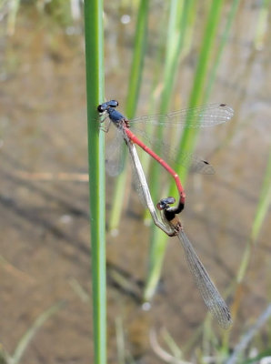 Eastern Red Damsel (Amphiagrion saucium)