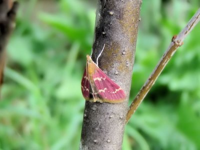 Raspberry Pyrausta Moth (Pyrausta signatalis) <br>Hodges #5034