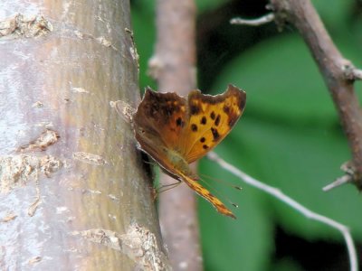 Question Mark (Polygonia interrogationis)
