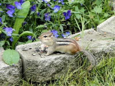 Eastern Chipmunk