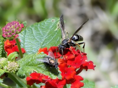 Paper Wasp (Polistes fuscatus) on lantana