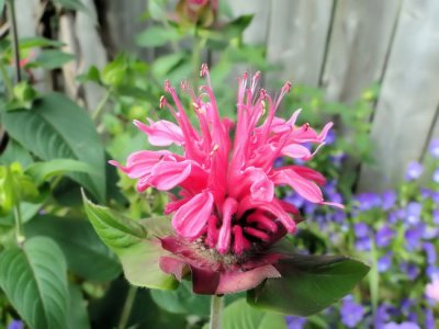 Beebalm (Monarda sp.)