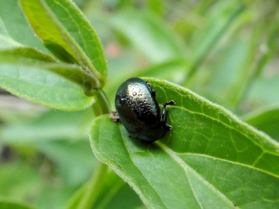 Klamath Weed Beetle