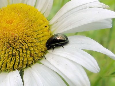 Klamath Weed Beetle