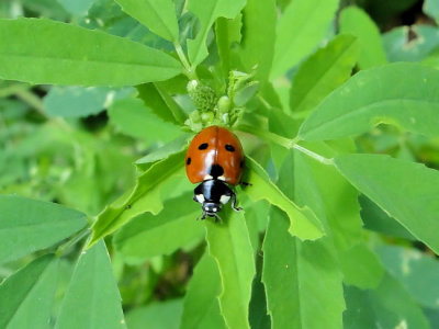 Seven-spotted Lady Beetle (Coccinella septempunctata)