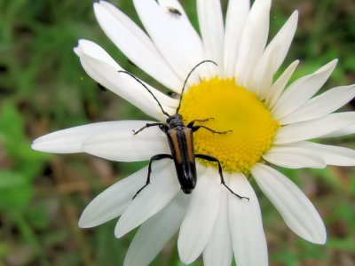Long-horned Beetle (Strangalepta sp.)