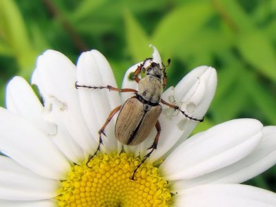 Rose Chafer (Macrodactylus subspinosus)