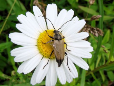 Flower Longhorn Beetle (Trigonarthris sp.)