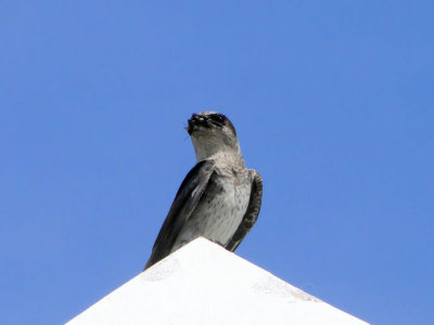 Purple Martin (female)